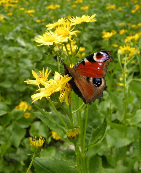 Aglais  io - Vanessa io